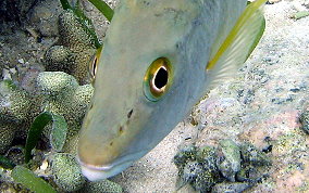 Schoolmaster Snapper - Lutjanus apodus