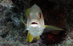 Schoolmaster Snapper - Lutjanus apodus