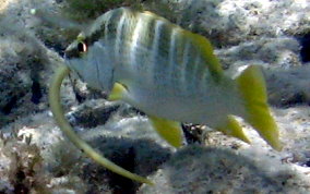 Schoolmaster Snapper - Lutjanus apodus