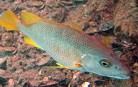 Schoolmaster Snapper - Lutjanus apodus