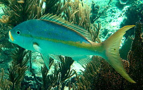 Yellowtail Snapper - Ocyurus chrysurus