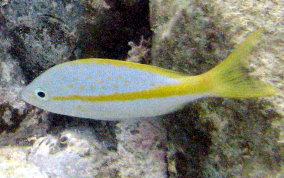 Yellowtail Snapper - Ocyurus chrysurus