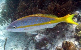 Yellowtail Snapper - Ocyurus chrysurus