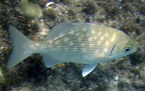 Chub - Kyphosus sectatrix/incisor