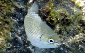 Chub - Kyphosus sectatrix/incisor