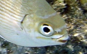 Chub - Kyphosus sectatrix/incisor