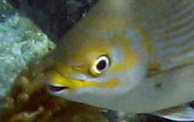 Chub - Kyphosus sectatrix/incisor