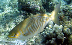 Chub - Kyphosus sectatrix/incisor