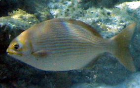 Chub - Kyphosus sectatrix/incisor