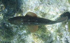 Graysby - Cephalopholis cruentatus