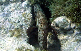 Graysby - Cephalopholis cruentatus