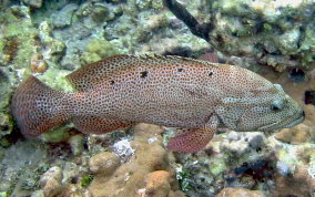 Graysby - Cephalopholis cruentatus