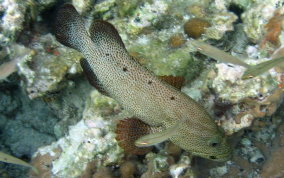 Graysby - Cephalopholis cruentatus