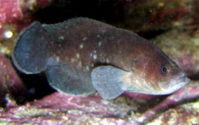 Greater Soapfish - Rypticus saponaceus