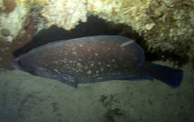 Greater Soapfish - Rypticus saponaceus