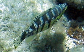 Harlequin Bass - Serranus tigrinus