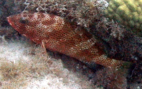 Red Hind - Epinephelus guttatus 