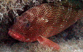 Red Hind - Epinephelus guttatus 