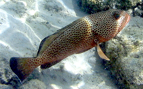 Red Hind - Epinephelus guttatus 