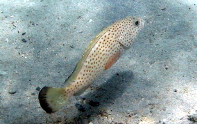 Red Hind - Epinephelus guttatus 