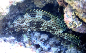 Rock Hind - Epinephelus adscensionis