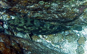 Rock Hind - Epinephelus adscensionis