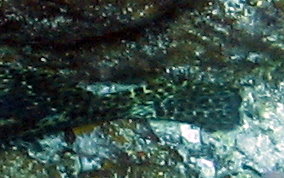 Rock Hind - Epinephelus adscensionis