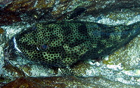 Rock Hind - Epinephelus adscensionis