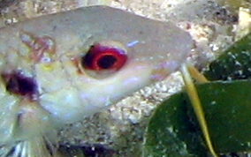 Spotted Goatfish - Pseudupeneus maculatis