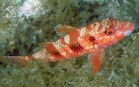 Spotted Goatfish - Pseudupeneus maculatis