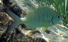 Yellowfin Mojarra - Gerres cinereus