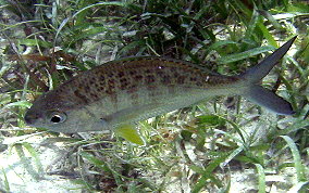 Yellowfin Mojarra - Gerres cinereus