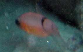 Belted Cardinalfish - Apogon townsendi