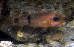 Belted Cardinalfish - Apogon townsendi