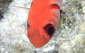 Blackbar Soldierfish - Myripristis jacobus