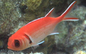 Blackbar Soldierfish - Myripristis jacobus