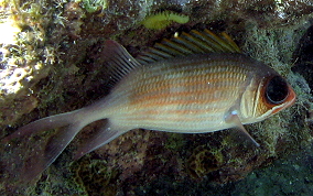 Common Squirrelfish - Holocentrus adscensionis