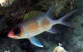 Common Squirrelfish - Holocentrus adscensionis