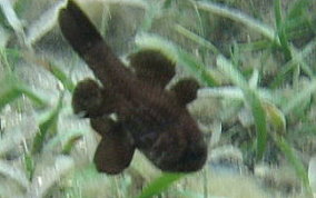 Blackfin Cardinalfish - Astrapogon puncticulatus