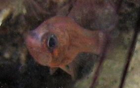 Dusky Cardinalfish - Phaeoptyx pigmentaria