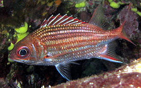 Dusky Squirrelfish - Sargocentron vexillarium