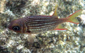 Dusky Squirrelfish - Sargocentron vexillarium