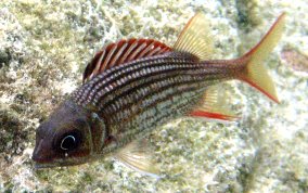 Dusky Squirrelfish - Sargocentron vexillarium