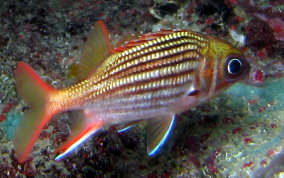 Dusky Squirrelfish - Sargocentron vexillarium