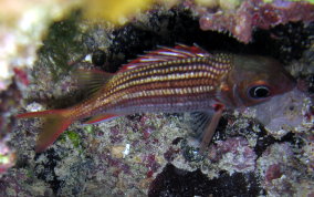 Dusky Squirrelfish - Sargocentron vexillarium