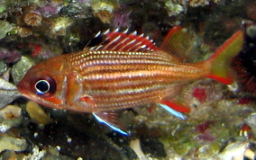 Dusky Squirrelfish - Sargocentron vexillarium