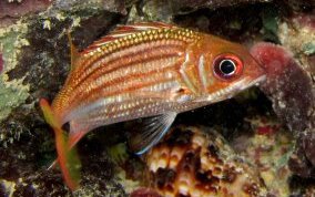 Dusky Squirrelfish - Sargocentron vexillarium