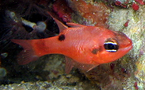 Flamefish - Apogon maculatus