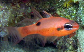 Flamefish - Apogon maculatus