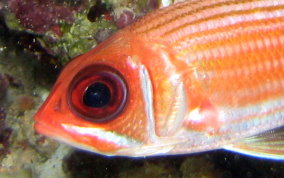 Longspine Squirrelfish - Holocentrus rufus